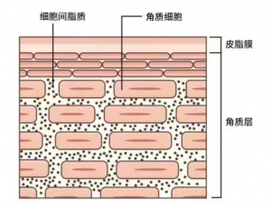 如何修复受损的「皮肤屏障」？4 大症状+7 种原因+ 4 个修复手段全厘清！
