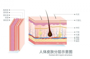 皮肤屏障受损后，不处理，会自愈吗？